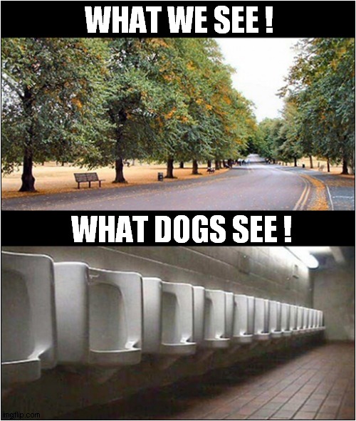 A Matter Of Perspective ? | WHAT WE SEE ! WHAT DOGS SEE ! | image tagged in dogs,perspective,trees,unrinals | made w/ Imgflip meme maker