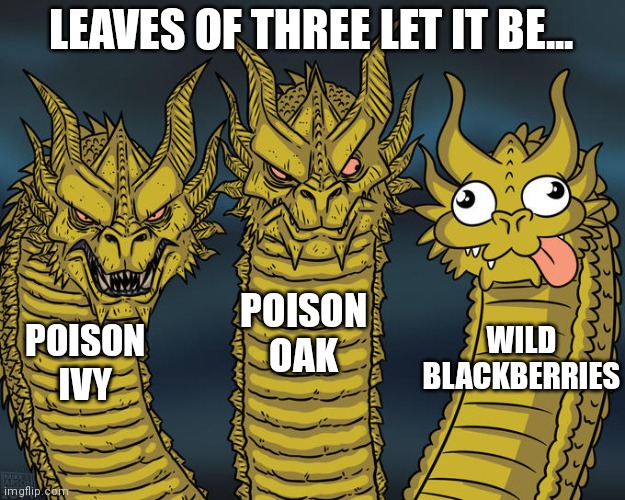 Leaves of three let it be... | LEAVES OF THREE LET IT BE... POISON OAK; WILD BLACKBERRIES; POISON IVY | image tagged in three-headed dragon | made w/ Imgflip meme maker