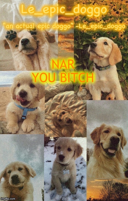 Doggo temp by doggo. Wait what that’s confusing | NAR YOU BITCH | image tagged in doggo temp by doggo wait what that s confusing | made w/ Imgflip meme maker