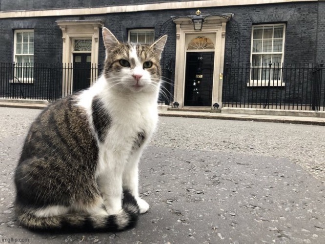 Larry the cat for PM! | image tagged in larry the cat | made w/ Imgflip meme maker