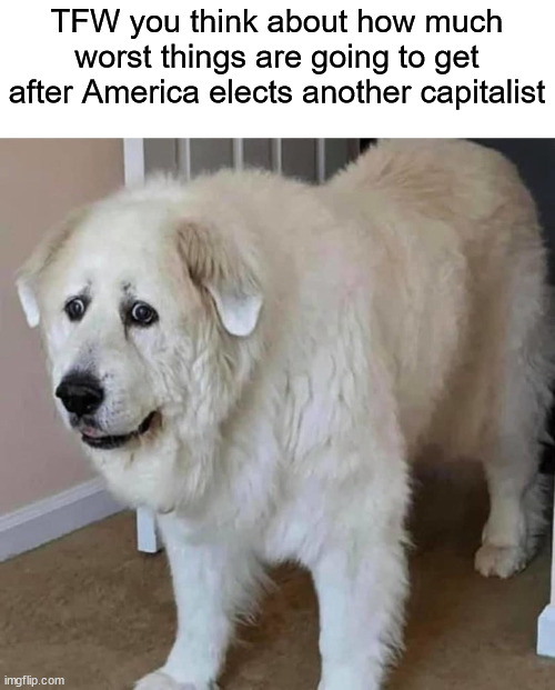dog | TFW you think about how much worst things are going to get after America elects another capitalist | image tagged in dog,tfw,capitalism,america | made w/ Imgflip meme maker