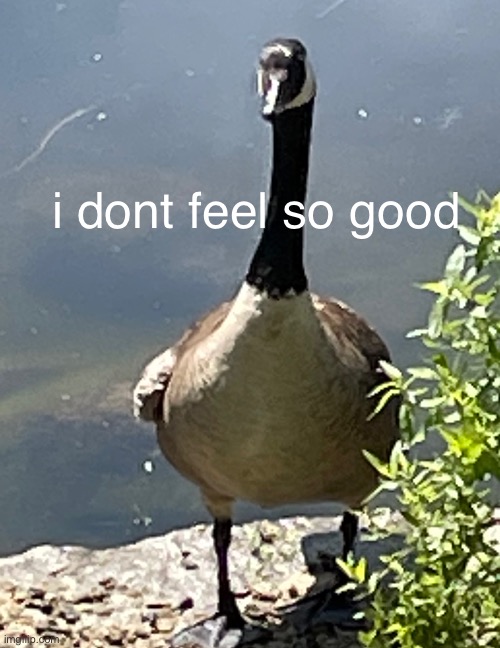 imma pass out lol | i dont feel so good | made w/ Imgflip meme maker