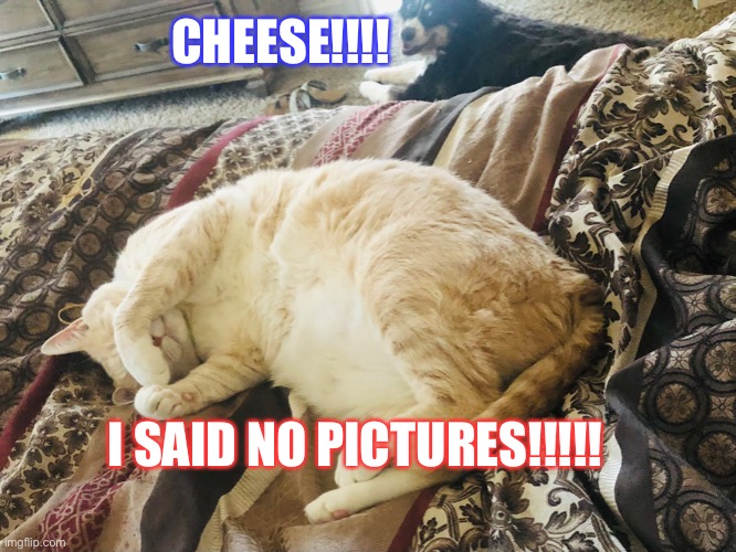Typical dogs vs cats | CHEESE!!!! I SAID NO PICTURES!!!!! | image tagged in dogs,cats,grumpy cats,dogsandcatsiblings | made w/ Imgflip meme maker