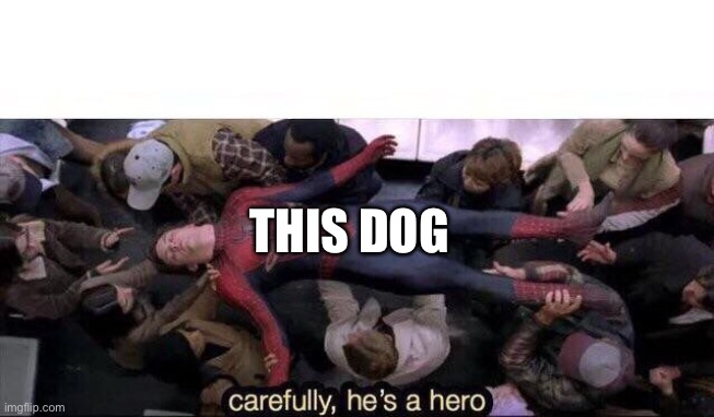 Carefully he's a hero | THIS DOG | image tagged in carefully he's a hero | made w/ Imgflip meme maker