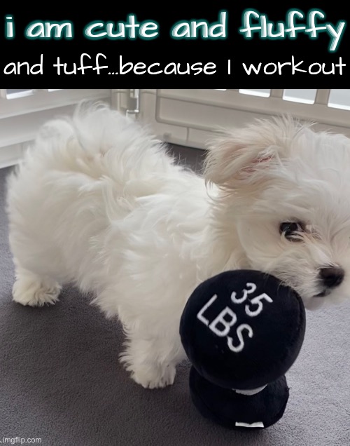 i am cute and fluffy and tuff…because I workout | made w/ Imgflip meme maker