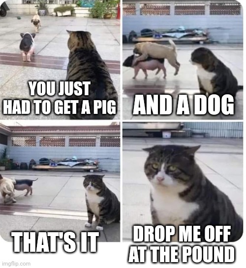 KITTY HAS HAD ENOUGH | AND A DOG; YOU JUST HAD TO GET A PIG; THAT'S IT; DROP ME OFF AT THE POUND | image tagged in cats,funny cats,pig | made w/ Imgflip meme maker