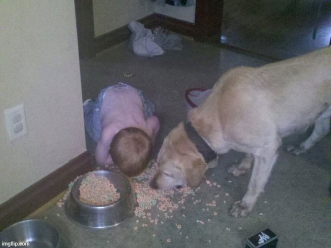 Dog food kid | image tagged in dog food kid | made w/ Imgflip meme maker