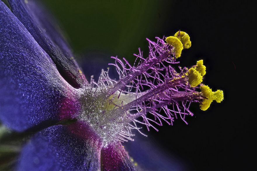 Wildflower Stamen | image tagged in awesome,pics,photography | made w/ Imgflip meme maker