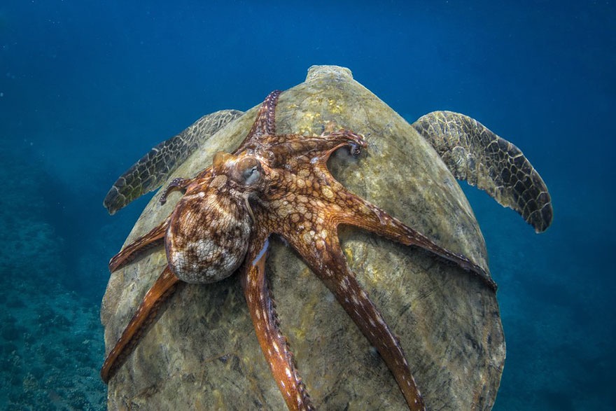 Turtle Ride. Photo credit: Michael Hardie | image tagged in awesome,pics,photography | made w/ Imgflip meme maker