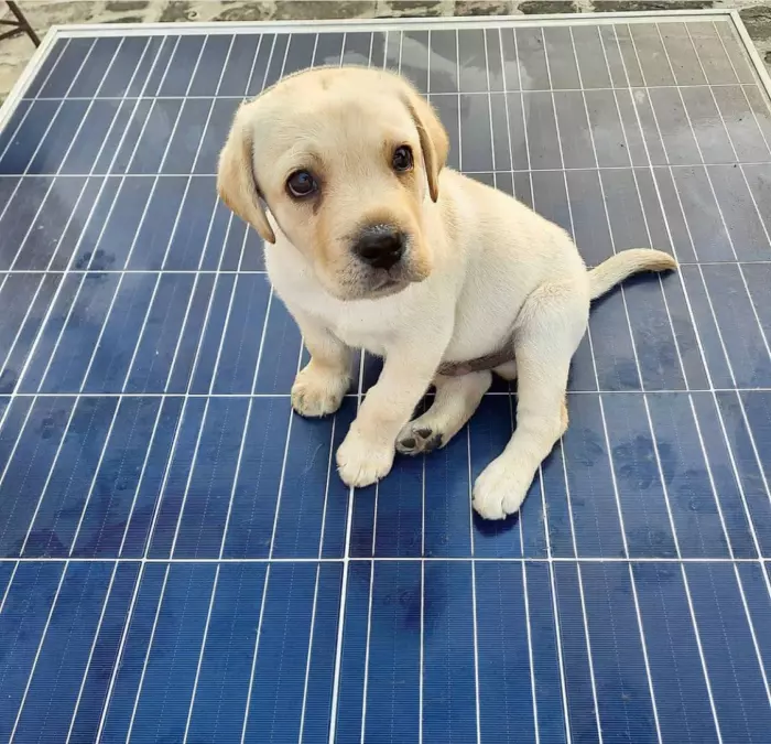 Puppy on Solar Panel Blank Meme Template
