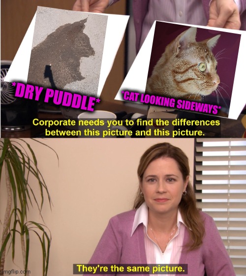 -So clear. | *DRY PUDDLE*; *CAT LOOKING SIDEWAYS* | image tagged in memes,they're the same picture,funny cats,dry,water,sand | made w/ Imgflip meme maker