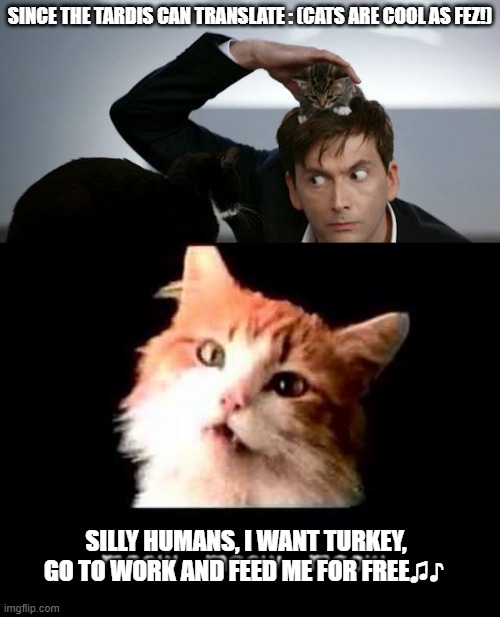 (Who) wants a translation matrix?! | SINCE THE TARDIS CAN TRANSLATE : (CATS ARE COOL AS FEZ!); SILLY HUMANS, I WANT TURKEY, GO TO WORK AND FEED ME FOR FREE♫♪ | image tagged in doctor who,10th doctor,kitties,grumpy cat,singing,meow | made w/ Imgflip meme maker