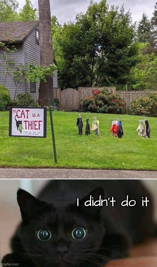 Lookin’ Pretty Guilty | I didn’t do it | image tagged in funny memes,funny cat memes | made w/ Imgflip meme maker