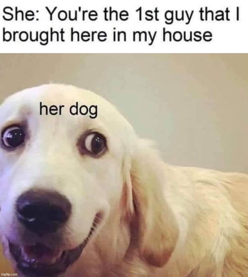 image tagged in dogs | made w/ Imgflip meme maker