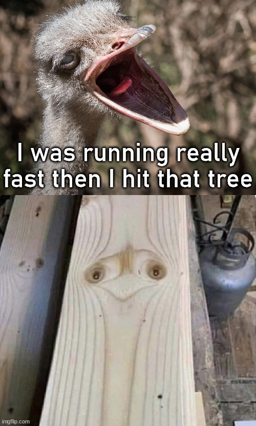 When you hit so hard it trasfers your spirit | I was running really fast then I hit that tree | image tagged in ostrich,totally looks like,running,spirit animal | made w/ Imgflip meme maker