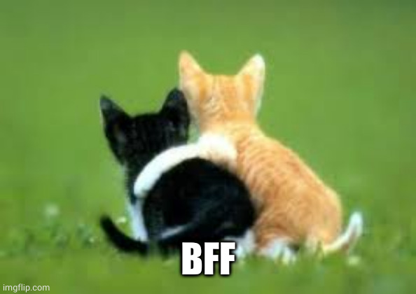 bff FOREVER | BFF | image tagged in bff forever | made w/ Imgflip meme maker