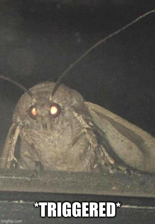 Moth | *TRIGGERED* | image tagged in moth | made w/ Imgflip meme maker