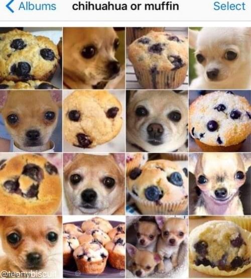 Muffin | made w/ Imgflip meme maker
