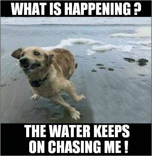 Not Really An Old Salty Sea Dog ! | WHAT IS HAPPENING ? THE WATER KEEPS
 ON CHASING ME ! | image tagged in dogs,seaside,tide,chasing | made w/ Imgflip meme maker