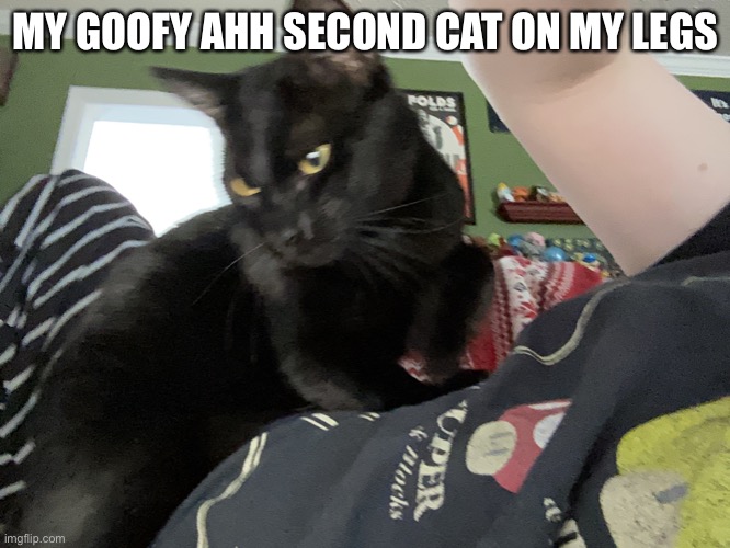 MY GOOFY AHH SECOND CAT ON MY LEGS | made w/ Imgflip meme maker