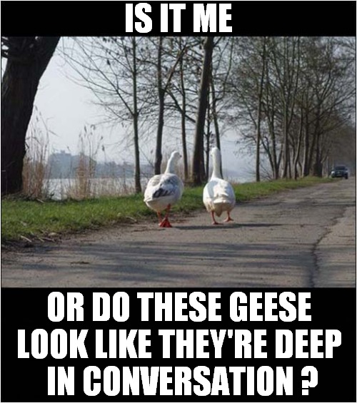 What Are They Up To ? | IS IT ME; OR DO THESE GEESE LOOK LIKE THEY'RE DEEP
 IN CONVERSATION ? | image tagged in fun,geese,suspicious,conversation | made w/ Imgflip meme maker