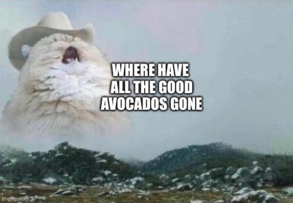 Country Cat | WHERE HAVE
 ALL THE GOOD
 AVOCADOS GONE | image tagged in country cat | made w/ Imgflip meme maker