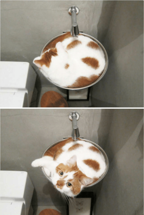 High Quality Catpuccino Blank Meme Template