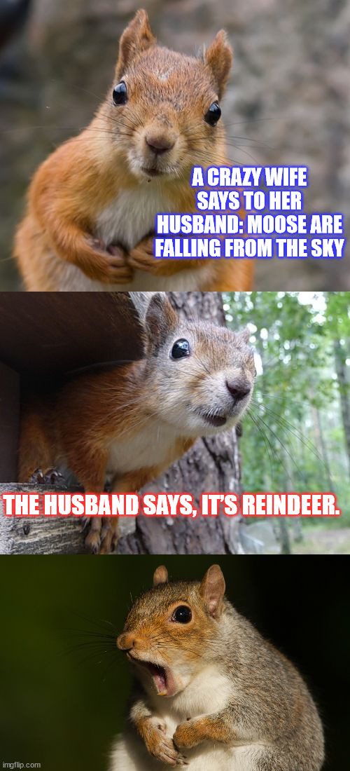 It's PUN time! | A CRAZY WIFE SAYS TO HER HUSBAND: MOOSE ARE FALLING FROM THE SKY; THE HUSBAND SAYS, IT’S REINDEER. | image tagged in bad pun squirrel,bad puns,moose,reindeer | made w/ Imgflip meme maker