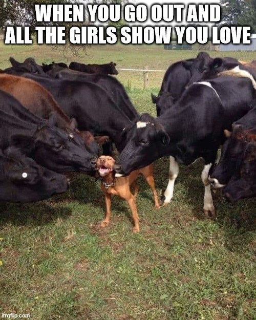 Love shown | WHEN YOU GO OUT AND ALL THE GIRLS SHOW YOU LOVE | image tagged in happy dog | made w/ Imgflip meme maker