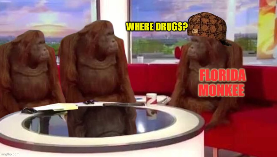 where monkey | WHERE DRUGS? FLORIDA MONKEE | image tagged in where monkey | made w/ Imgflip meme maker