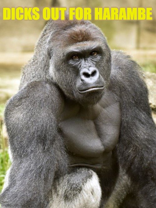 Harambe | DICKS OUT FOR HARAMBE | image tagged in harambe | made w/ Imgflip meme maker