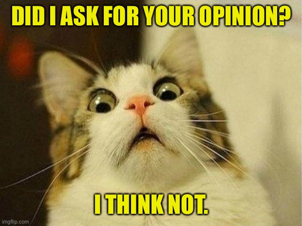 Surprised Cat | DID I ASK FOR YOUR OPINION? I THINK NOT. | image tagged in memes,scared cat,did i ask,your opinion,think not,cats | made w/ Imgflip meme maker