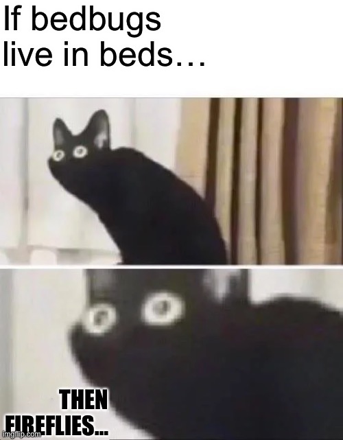 OH NOES | If bedbugs live in beds…; THEN FIREFLIES… | image tagged in oh no black cat | made w/ Imgflip meme maker