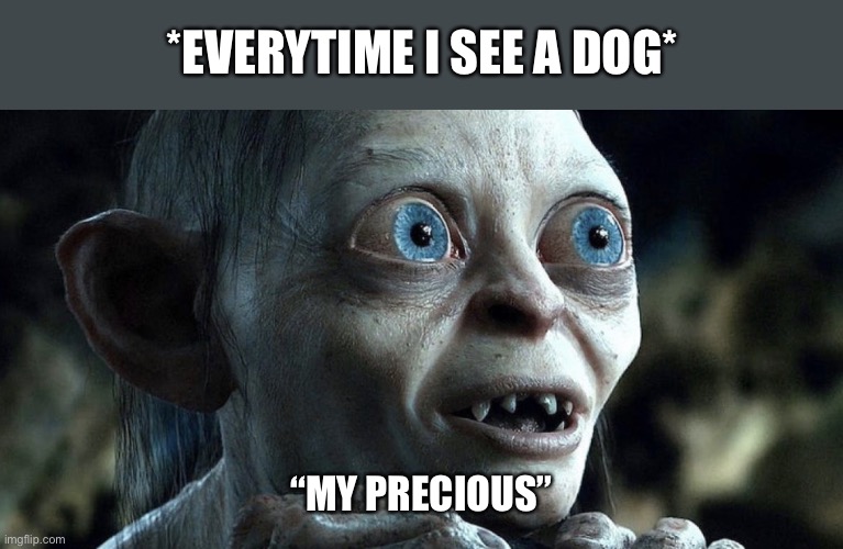 Everytime I See A Dog | *EVERYTIME I SEE A DOG*; “MY PRECIOUS” | image tagged in my precious,everytime i see a dog,dog,lord of the rings,gollum | made w/ Imgflip meme maker