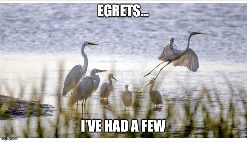 High Quality Egrets I’ve had a few Blank Meme Template