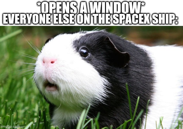 Elon will be mad | EVERYONE ELSE ON THE SPACEX SHIP:; *OPENS A WINDOW* | image tagged in scared guinea pig | made w/ Imgflip meme maker
