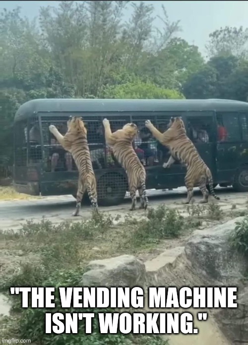 Tiger Vending Machine |  "THE VENDING MACHINE
 ISN'T WORKING." | image tagged in tiger,tigers,tourism,fast food,food,tiger king | made w/ Imgflip meme maker