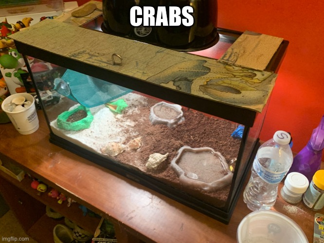Crabs | CRABS | image tagged in crabs | made w/ Imgflip meme maker