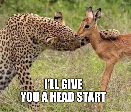 Cheetah head start. |  I’LL GIVE YOU A HEAD START | image tagged in cheetah,animal meme,scared,shocked,amatuers meme | made w/ Imgflip meme maker