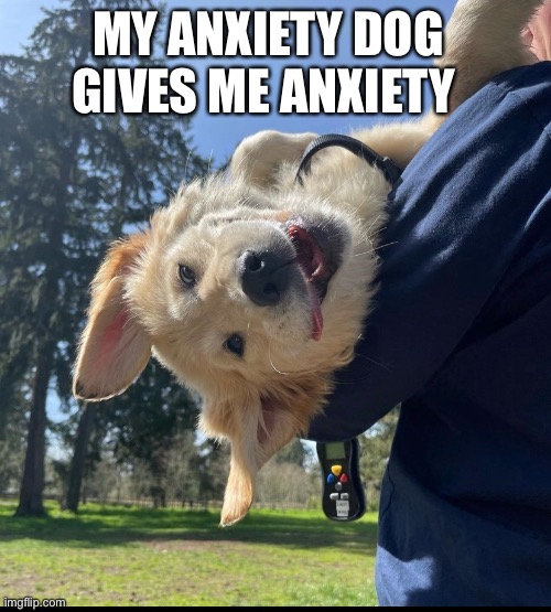 MY ANXIETY DOG GIVES ME ANXIETY | image tagged in dog,anxiety,anxiety dog,dog therapy | made w/ Imgflip meme maker