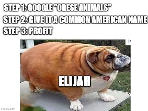 Elijah |  ELIJAH | image tagged in funny,dog,obese,elijah | made w/ Imgflip meme maker