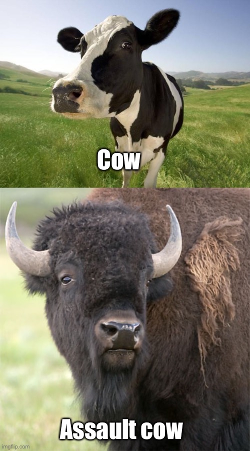 Congress needs to create comprehensive assault cow legislation | Cow; Assault cow | image tagged in cow,bison,politics lol,memes | made w/ Imgflip meme maker