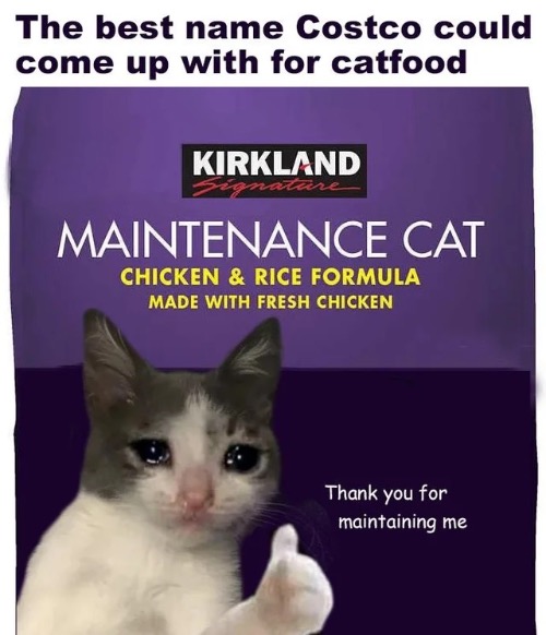 Maintenance-Cat, Maintenance-Cat, it’s not your fault | image tagged in funny memes,reposts | made w/ Imgflip meme maker