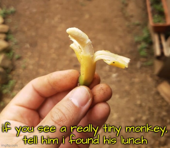 If found please return to… | if you see a really tiny monkey,
tell him i found his lunch | image tagged in funny memes,tiny banana,bad jokes,eyeroll | made w/ Imgflip meme maker