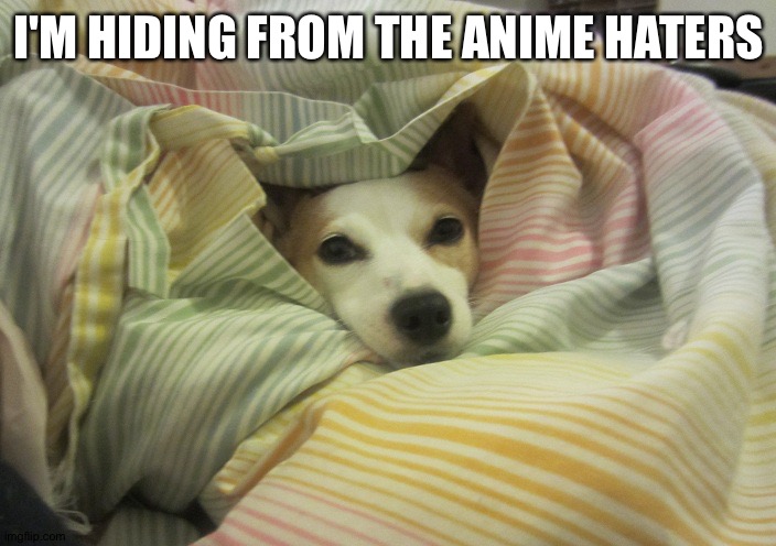 Dog hiding under a blanket | I'M HIDING FROM THE ANIME HATERS | image tagged in dog hiding under a blanket | made w/ Imgflip meme maker