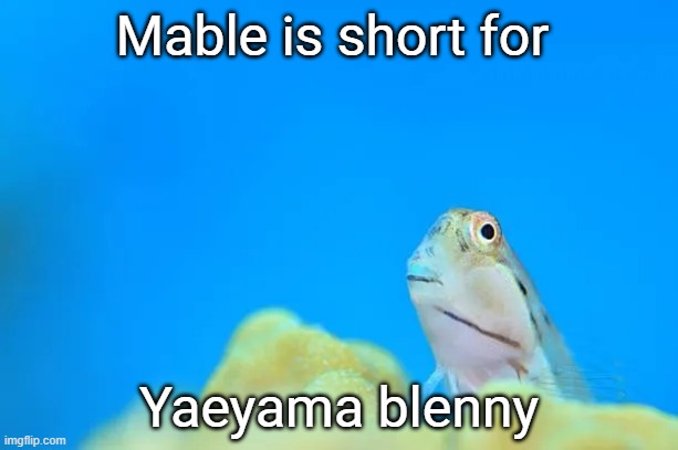 Fishy fishy | Mable is short for; Yaeyama blenny | image tagged in fish | made w/ Imgflip meme maker