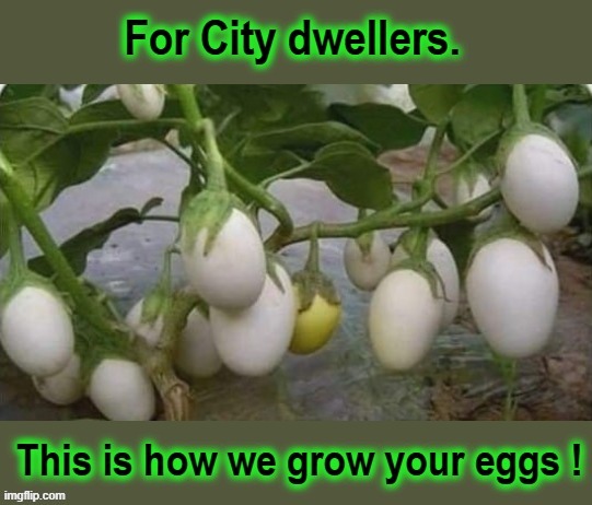 Home-grown eggs | image tagged in so god made a farmer | made w/ Imgflip meme maker