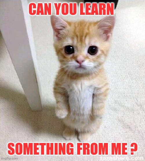 Cute Cat | CAN YOU LEARN; SOMETHING FROM ME ? | image tagged in memes,cute cat | made w/ Imgflip meme maker