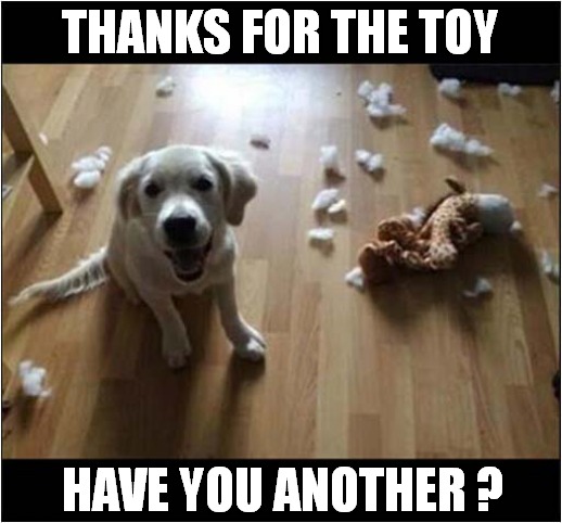 Destroy ! Destroy ! Destroy ! | THANKS FOR THE TOY; HAVE YOU ANOTHER ? | image tagged in dogs,toys,destroy | made w/ Imgflip meme maker