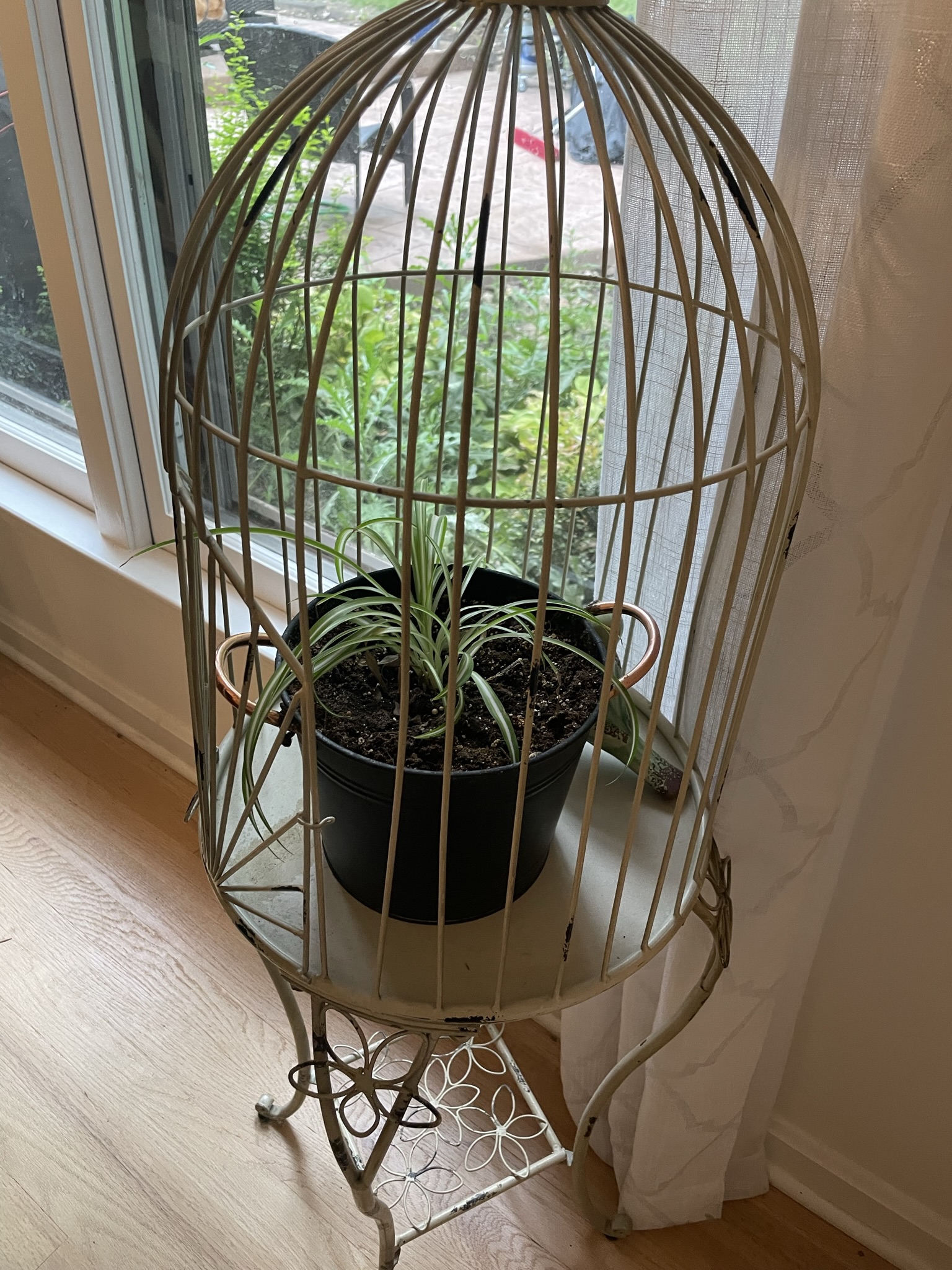 Caged plant Blank Meme Template